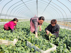 关切一下！安徽省合肥市庐江县大力发展特色大棚蔬菜种植